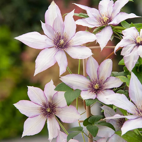 Patio Clematis Collection X 3, BOULEVARD(R) Series 7 Patio Clematis Collection X 3, BOULEVARD(R) Series - Image 7