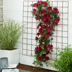 Patio Clematis Collection X 3, BOULEVARD(R) Series 16 Patio Clematis Collection X 3, BOULEVARD(R) Series -You Garden 550177 7