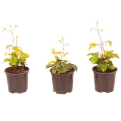 Patio Clematis Collection X 3, BOULEVARD(R) Series 17 Patio Clematis Collection X 3, BOULEVARD(R) Series -You Garden 550177 8