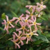 Trachelospermum Asiaticum Star Jasmine 'Pink'