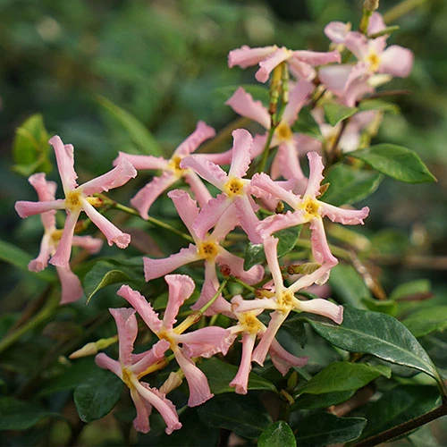 Trachelospermum Asiaticum Star Jasmine 'Pink' 1 Trachelospermum Asiaticum Star Jasmine 'Pink'