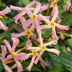 Trachelospermum Asiaticum Star Jasmine 'Pink' 6 Trachelospermum Asiaticum Star Jasmine 'Pink' -You Garden 550223 2