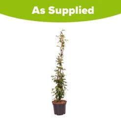 Trachelospermum Asiaticum Star Jasmine 'Pink' 7 Trachelospermum Asiaticum Star Jasmine 'Pink' -You Garden 550223 3