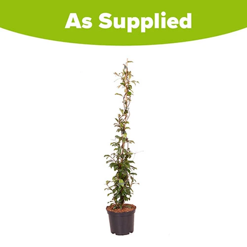 Trachelospermum Asiaticum Star Jasmine 'Pink' 4 Trachelospermum Asiaticum Star Jasmine 'Pink' - Image 4