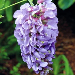 Wisteria 'Amethyst Falls'