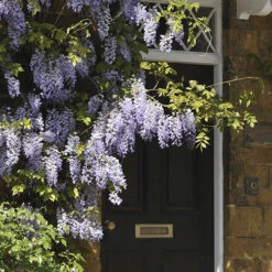 Wisteria 'Amethyst Falls' -You Garden 550238 3