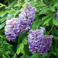 Wisteria 'Amethyst Falls' -You Garden 550238 4