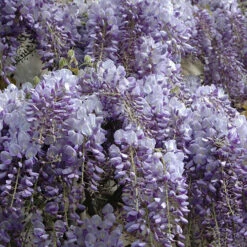 Wisteria 'Amethyst Falls' -You Garden 550238 5