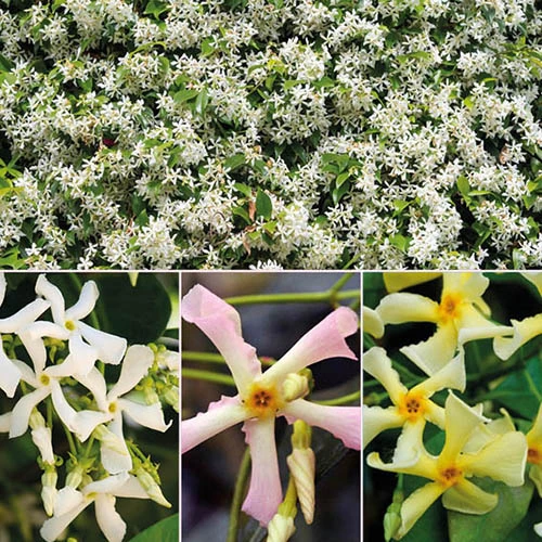 Trachelospermum Collection Of 3 Plants In 9cm Pots 1 Trachelospermum Collection Of 3 Plants In 9cm Pots