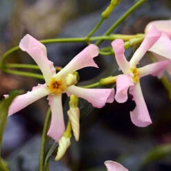 Trachelospermum Collection Of 3 Plants In 9cm Pots 6 Trachelospermum Collection Of 3 Plants In 9cm Pots -You Garden 550314 2