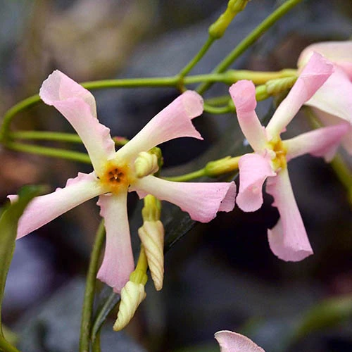Trachelospermum Collection Of 3 Plants In 9cm Pots 3 Trachelospermum Collection Of 3 Plants In 9cm Pots - Image 3