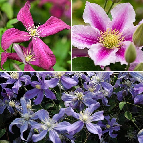Mid Season Flowering Clematis Collection 9cm X 3 1 Mid Season Flowering Clematis Collection 9cm X 3