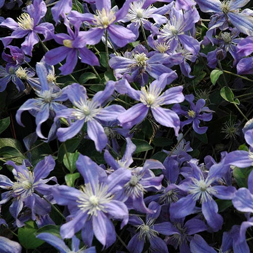 Mid Season Flowering Clematis Collection 9cm X 3 2 Mid Season Flowering Clematis Collection 9cm X 3 - Image 2