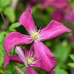 Mid Season Flowering Clematis Collection 9cm X 3 6 Mid Season Flowering Clematis Collection 9cm X 3 -You Garden 550328 2