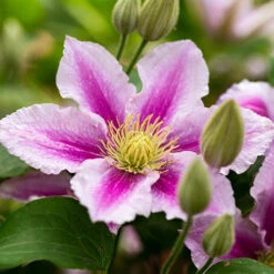 Mid Season Flowering Clematis Collection 9cm X 3 7 Mid Season Flowering Clematis Collection 9cm X 3 -You Garden 550328 3