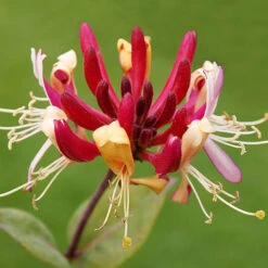 Honeysuckle 'Serotina' 2L 90cm Cane