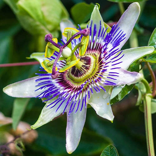 Passiflora Caerulea 2L 90cm Cane 1 Passiflora Caerulea 2L 90cm Cane