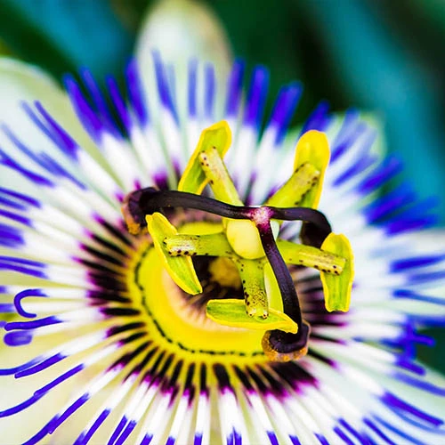 Passiflora Caerulea 2L 90cm Cane 2 Passiflora Caerulea 2L 90cm Cane - Image 2