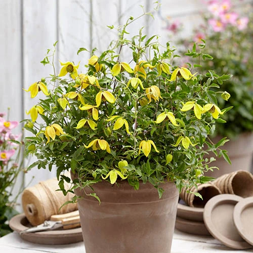 Clematis 'Little Lemons' 7cm X3 1 Clematis 'Little Lemons' 7cm X3