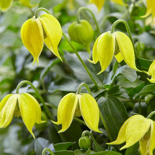 Clematis 'Little Lemons' 7cm X3 2 Clematis 'Little Lemons' 7cm X3 - Image 2
