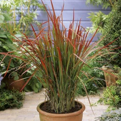 Imperata 'Red Baron' - Blood Grass -You Garden 560017 2
