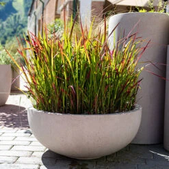 Imperata 'Red Baron' - Blood Grass -You Garden 560017 3