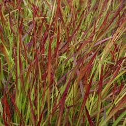 Imperata 'Red Baron' - Blood Grass -You Garden 560017 4