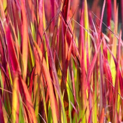 Imperata 'Red Baron' - Blood Grass -You Garden 560017 5