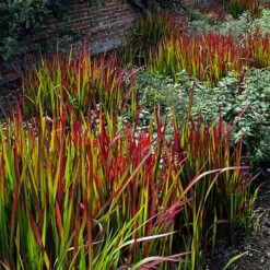 Imperata 'Red Baron' - Blood Grass -You Garden 560017 6