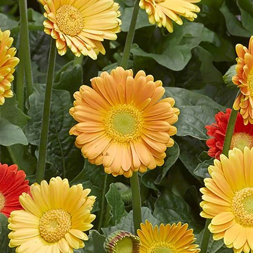 Gerbera Garvinea 'Sweet' Series 4 Gerbera Garvinea 'Sweet' Series - Image 4