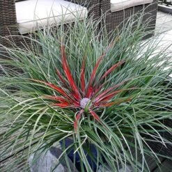 Bromeliad 'Fascicularia Bicolour' 10 Bromeliad 'Fascicularia Bicolour' -You Garden 560100 2