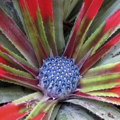 Bromeliad 'Fascicularia Bicolour' 12 Bromeliad 'Fascicularia Bicolour' -You Garden 560100 4