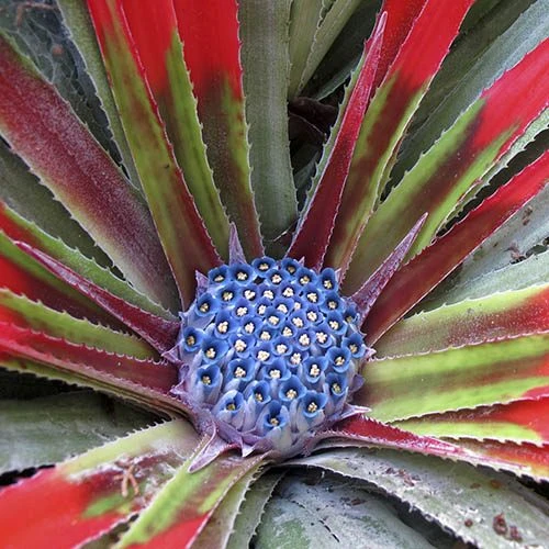 Bromeliad 'Fascicularia Bicolour' 5 Bromeliad 'Fascicularia Bicolour' - Image 5