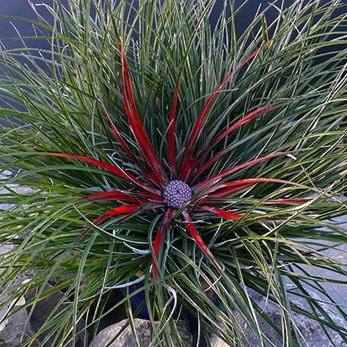 Bromeliad 'Fascicularia Bicolour' 7 Bromeliad 'Fascicularia Bicolour' - Image 7