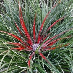 Bromeliad 'Fascicularia Bicolour' 15 Bromeliad 'Fascicularia Bicolour' -You Garden 560100 7