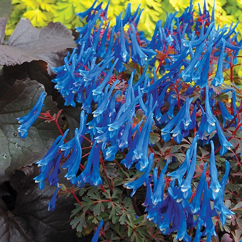 Corydalis 'Blue Heron' In 9cm Pot 1 Corydalis 'Blue Heron' In 9cm Pot