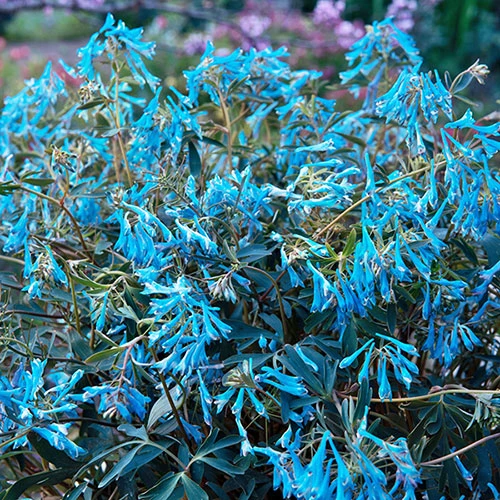 Corydalis 'Blue Heron' In 9cm Pot 2 Corydalis 'Blue Heron' In 9cm Pot - Image 2