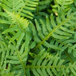 Evergreen Hardy Fern Collection - 3 Varieties -You Garden 560213 1