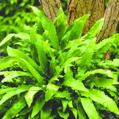 Evergreen Hardy Fern Collection - 3 Varieties -You Garden 560213 2