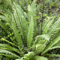 Evergreen Hardy Fern Collection - 3 Varieties -You Garden 560213 3