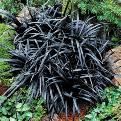 Ophiopogon ? Black Dragon Grass -You Garden 560219 2