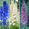 Delphinium Collection