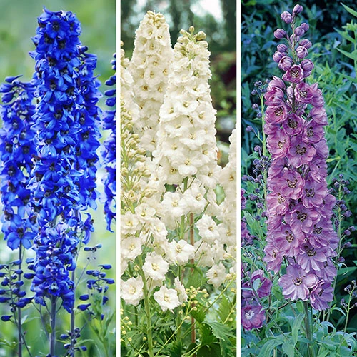 Delphinium Collection 1 Delphinium Collection