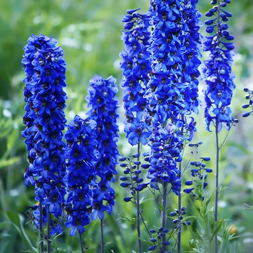 Delphinium Collection 2 Delphinium Collection - Image 2
