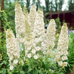 Delphinium Collection 8 Delphinium Collection -You Garden 560252 2