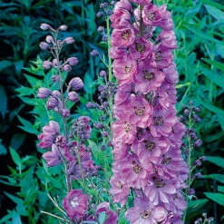 Delphinium Collection 9 Delphinium Collection -You Garden 560252 3