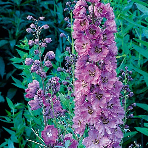 Delphinium Collection 4 Delphinium Collection - Image 4