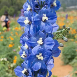 Delphinium Collection 10 Delphinium Collection -You Garden 560252 4