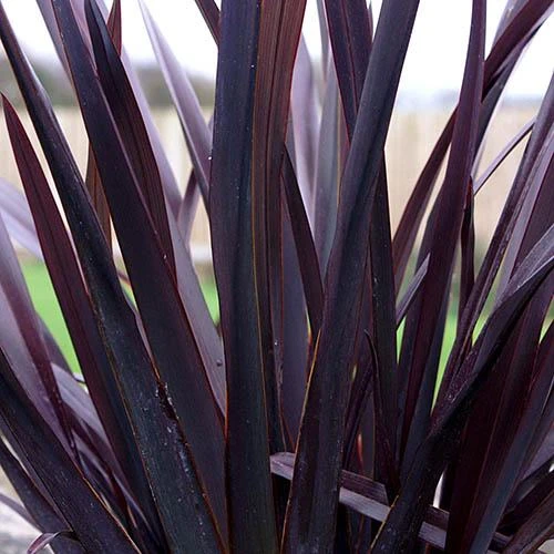 Phormium 'Black Adder' 1 Phormium 'Black Adder'