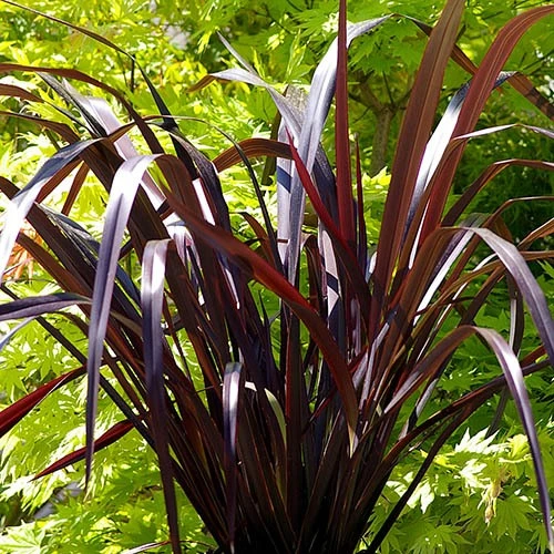 Phormium 'Black Adder' 2 Phormium 'Black Adder' - Image 2
